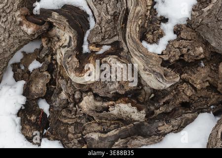 Close-up of exposed unusual shaped and twisted roots of large deciduous tree in winter like snow in early spring, Quebec, Canada Stock Photo