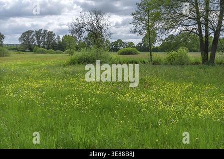 Wildflower meadow with cuckoo flower (Silene flos-cuculi), snake's knotweed (Bistorta officinalis), Greater Yellow Rattle (Rhinanthusalectorolophus), Stock Photo