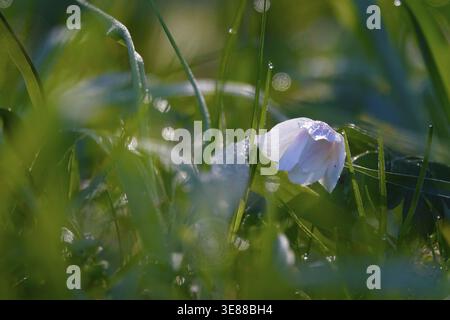 Wood anemones with dew on spring morning, Germany Stock Photo