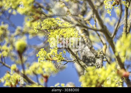 The flowers of a Norway maple (Acer platanoides) in spring Stock Photo