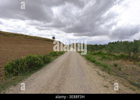 Dirt road through cornfields and olive groves on the Camino Frances, Camino de Santiago, Spanish Way of St. James, Los Arcos, Navarra, Spain Stock Photo