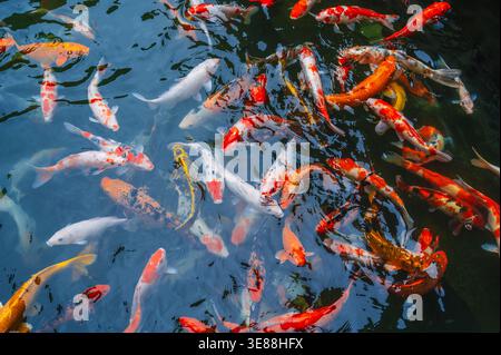 Colorful fancy carps or koi fishes swimming in a pond. Beautiful color japanese koi fish. Koi carp fish Stock Photo