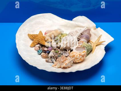 Shell beach tropical scene. Summer marine shell background. Minimal isolated shell composition. Decorative texture shell concept. Stock Photo