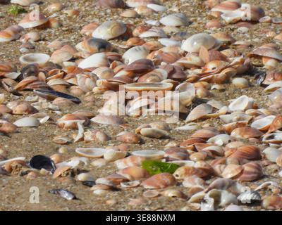 Seashells collecting on a textured sandy beach environment, forming a natural patterned background ideal for concepts like summer, marine nature, coas Stock Photo