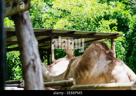 Camels resting in shaded enclosure surrounded by tropical greenery. Stock Photo