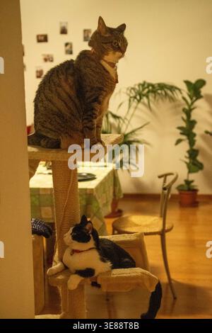 Two cats perched on a scratching post. One has black and white fur, the other brindle grey Stock Photo