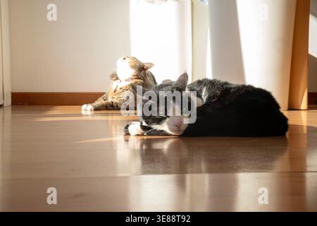 Two cats doze in the sun, taking advantage of the rays coming from the window. One has black and white fur, the other brindle grey Stock Photo