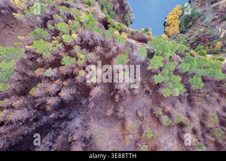 Burnt and green pine trees on a slope The Concept of Survival Stock Photo
