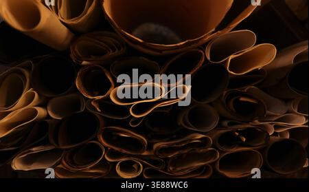 Old data sourse Rolled up stacks of unbound thick scrolls of ancient manuscripts Stock Photo