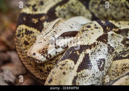 Portrait of a boa. Snake close-up. Stock Photo