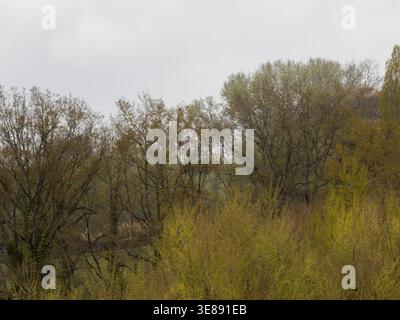 Close-up of a thin tree branch with small buds in early spring, set against a soft green natural background in countryside habitat. Stock Photo
