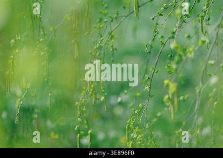 Close-up view of slender birch branches adorned with fresh, vibrant green foliage and hanging catkins, bathed in gentle sunlight Stock Photo