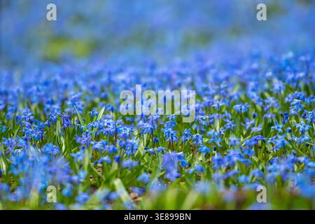Close-up of a vibrant field of Hepatica, small blue spring flowers blooming densely with soft focus in the background Stock Photo