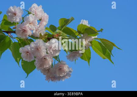 Cherry blossoms blooming in April, Springtime, London, England. Stock Photo
