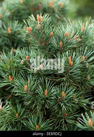 Scots Pine, Scotch Pine, Baltic Pine or European Red Pine, Pinus sylvestris "Beuvronensis", Pinaceae. UK. Pinus sylvestris is a species of tree. Stock Photo