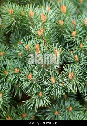 Scots Pine, Scotch Pine, Baltic Pine or European Red Pine, Pinus sylvestris "Beuvronensis", Pinaceae. UK. Pinus sylvestris is a species of tree. Stock Photo