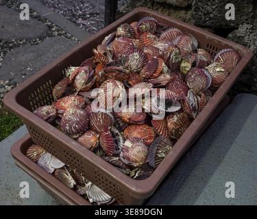 Red scallop shells piled in a plastic basket outdoors Stock Photo