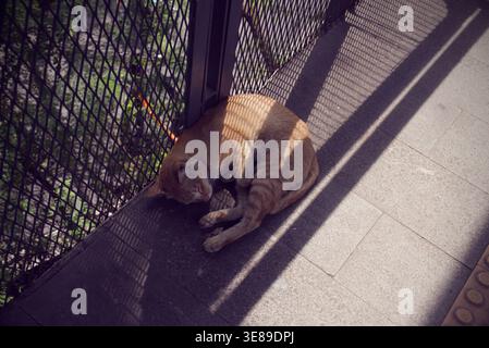 Orange Cat Sleeping Peacefully on Urban Pedestrian Bridge Stock Photo