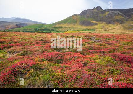 Volcanic landscape lava field covered with blood moss (fringe moss) in Western Region of Iceland Stock Photo