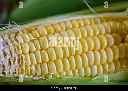 Close-up of Fresh Corn on the Cob with Yellow and White Kernels Stock Photo