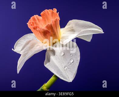 White And Orange Narcissus Flower With Water Drops On Blue Background Stock Photo