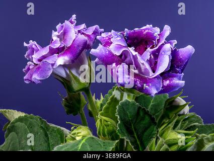 purple velvet Gloxinia flowers on a dark blue background Stock Photo
