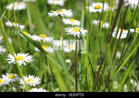 meadow with many daisies photographed in detail with some blurred petals and many daisies in full bloom Stock Photo