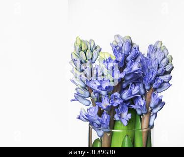 Blue hyacinth flowers in glass vase isolated on light background Stock Photo