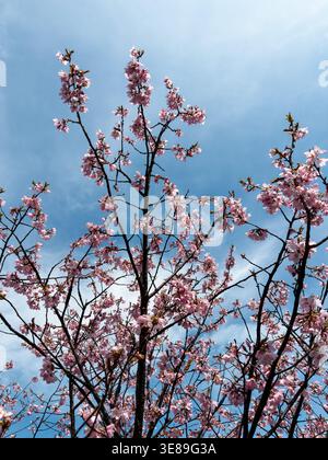 Pink Cherry Blossoms Against Blue Spring Sky Stock Photo