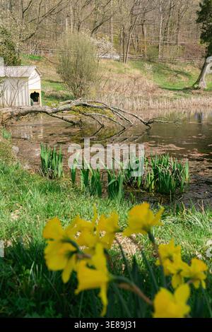 Daffodils and Pond in Early Spring Stock Photo