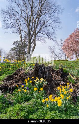 Tree stump with spring flowers and daffodils blooming Stock Photo