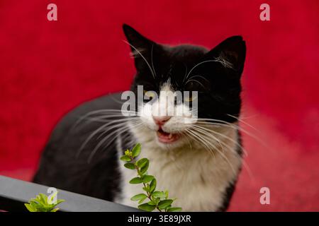 Black White Cat Meowing Beside Green Plant Stock Photo