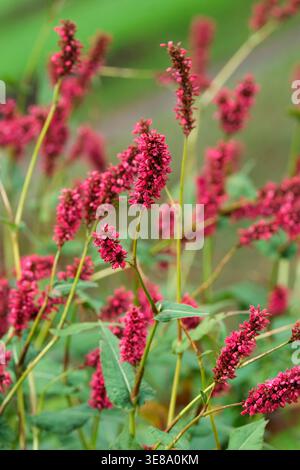 Bistorta amplexicaulis Fat Domino, red bistort Fat Domino, relatively broad spikes of deep blood-red flowers Stock Photo