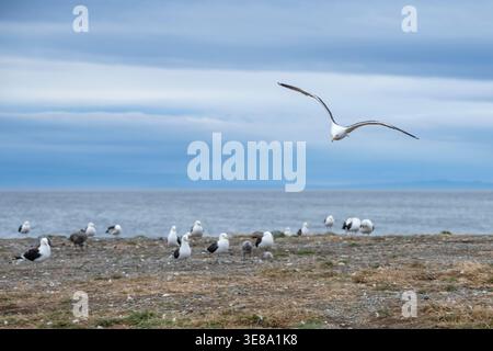 seagull in flight over segulls on shore, shot in bright summer cloudy light at Magdalena island, Magellan strait, Chile Stock Photo
