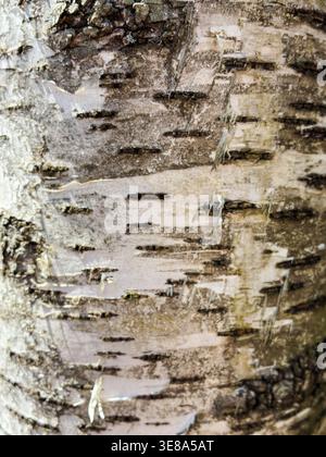 The birch bark texture pattern wooden background. Macro shot. Texture made of birch tree bark. Beautiful birch trunk background. Stock Photo
