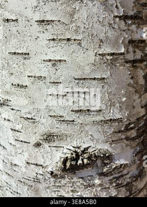 The birch bark texture pattern wooden background. Macro shot. Texture made of birch tree bark. Beautiful birch trunk background. Stock Photo