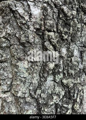 The birch bark texture pattern wooden background. Macro shot. Texture made of birch tree bark. Beautiful birch trunk background. Stock Photo