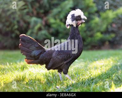 Polish chicken in green bio farm Stock Photo