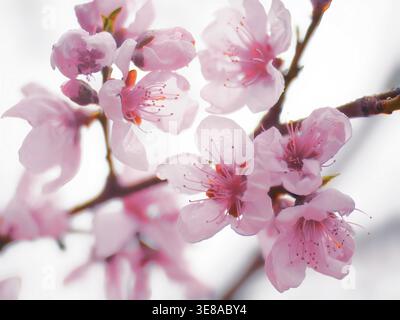 sakura cherry blossom is a revered cultural symbol in Japan, representing the transient nature of life and the beauty of passing moments. Stock Photo