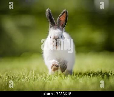 Cute White Rabbit Running on Green Grass, Ears Up, Happy Energy, Spring Nature Stock Photo