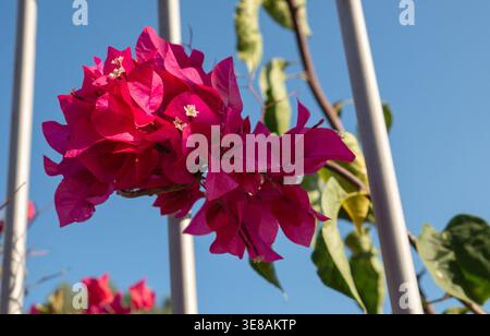 Vibrant Pink Bougainvillea Flowers Against Blue Sky and Metal Fence Stock Photo