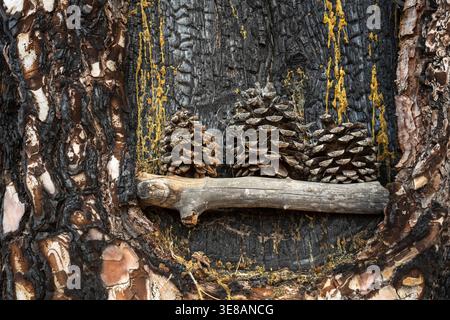 Three pine cones are displayed on a weathered log, set against the textured bark of a burnt tree with flowing amber resin Stock Photo