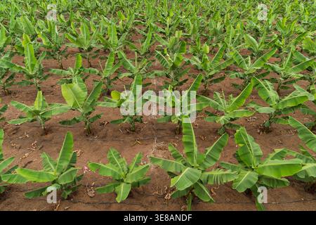 A vast field of banana trees stretches into the distance, showcasing lush green foliage and orderly rows on fertile soil Stock Photo