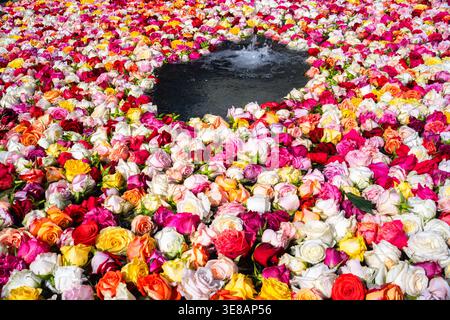 The fountain of Zurich filled with rose petals at Easter time Stock Photo