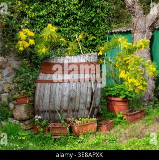 Wooden barrel planter surrounded by vibrant yellow flowers and terracotta pots in a lush garden setting with greenery and a rustic stone wall in Italy Stock Photo