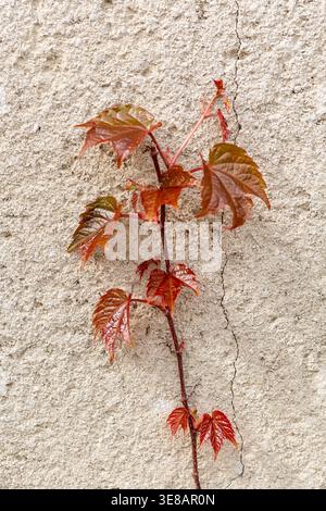 Red and green vine leaves grow against a textured beige wall, highlighting the interaction between plant life and urban surfaces Stock Photo