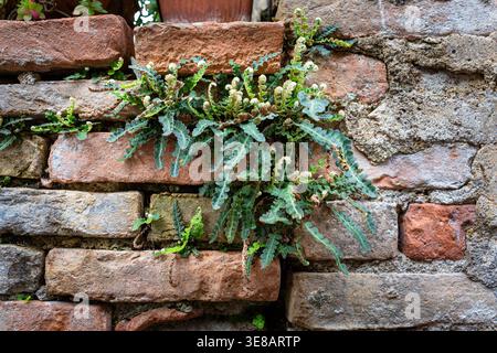 Green ferns thrive on a textured brick wall, displaying a mix of red and brown tones, highlighting the interaction between plant life and masonry Stock Photo