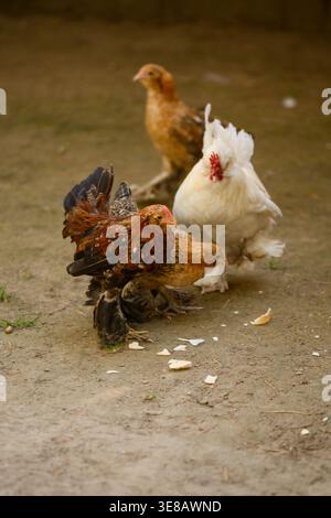 Brahma chickens on a sustainable eco farm, high-productivity poultry breed concept, decorative large chickens with feathered legs in rural backyard, o Stock Photo