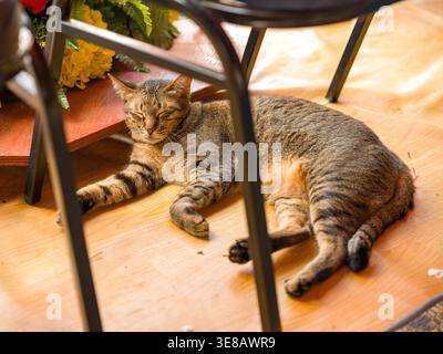 Beautiful brown tabby cat resting peacefully under wooden furniture in a warm, cozy pet-friendly cafe. The domestic cat lies relaxed with natural warm Stock Photo