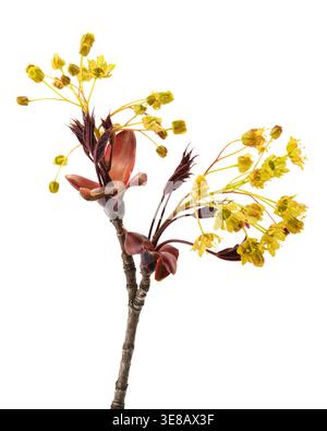 Close-up studio shot of a curly maple branch with delicate flowers, isolated on a clean white background. Minimal botanical composition highlighting n Stock Photo